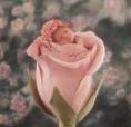 l amitier